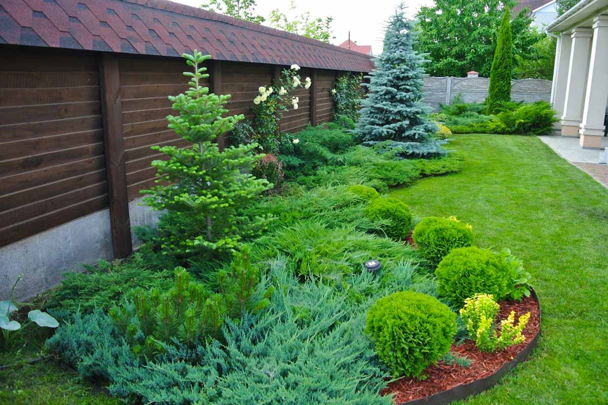 Хвойные растения в ландшафтном дизайне - green-design.pro