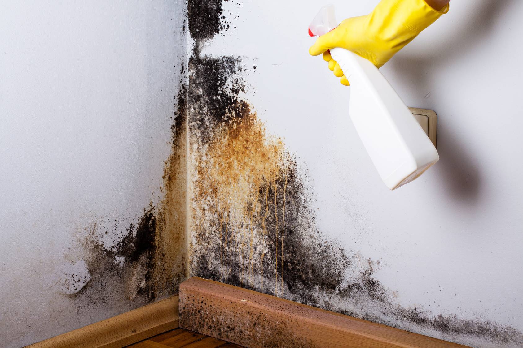 Как избавиться от плесени на потолке и убрать грибок в квартире и комнате, чем обработать