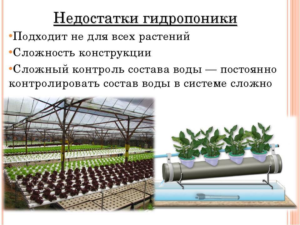 Технологии выращивания растений в регионе