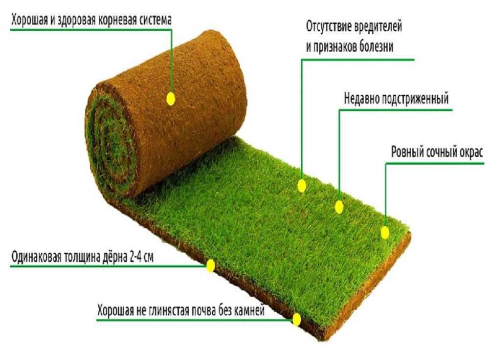Партерный газон – зеленый оазис совершенства на вашем загородном участке. партерный газон на собственном участке своими руками