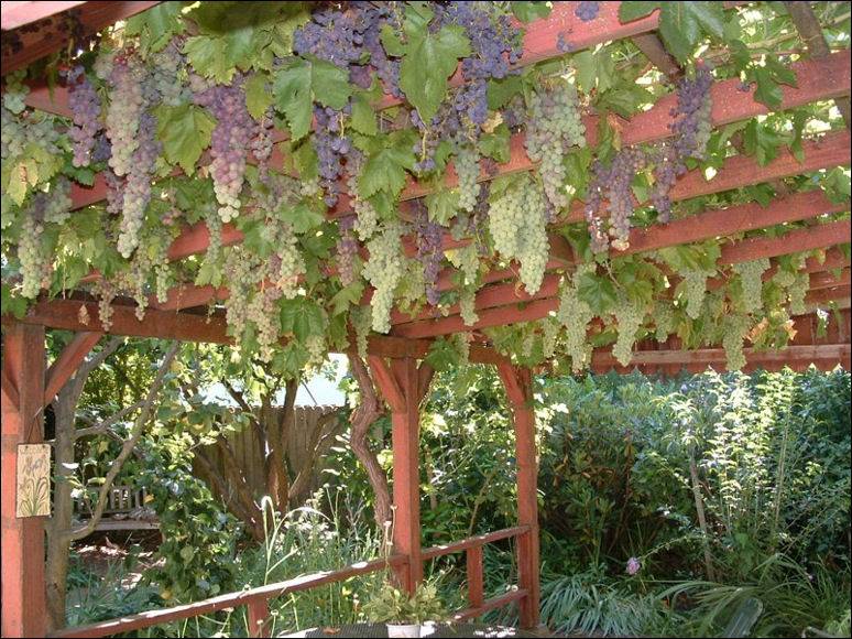 Выращивание винограда на беседке