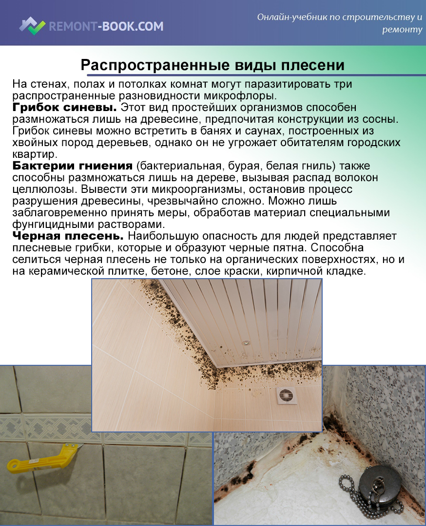 Как избавиться от белой плесени в погребе?