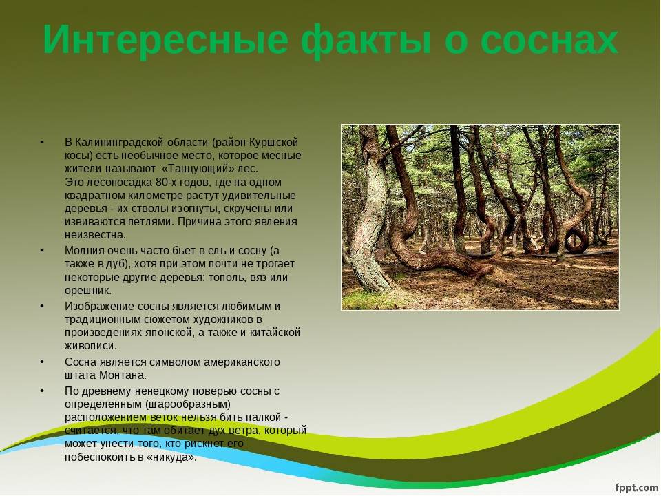 Древесина сосны: плотность, свойства, сорта, применение