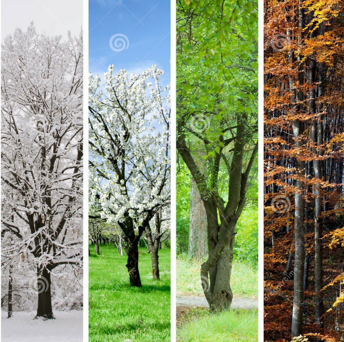 Какое время года лучше зима или лето?