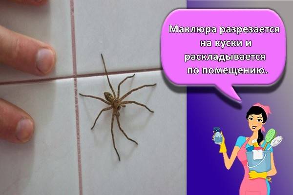 Как избавиться от пауков в квартире раз и навсегда