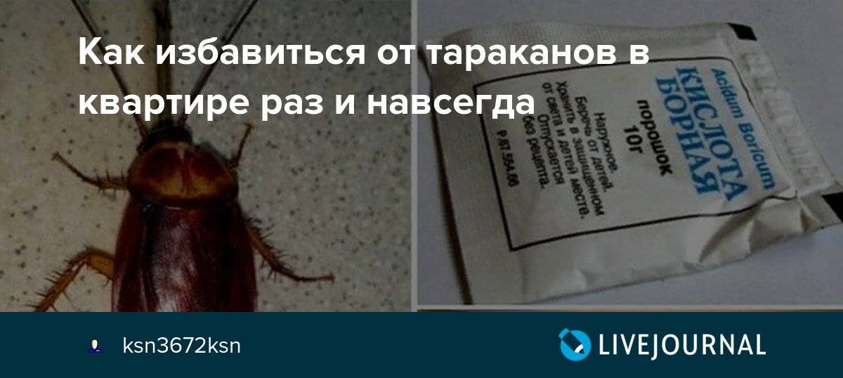 Как избавиться от тараканов в квартире навсегда пошаговая стратегия по истреблению прусаков