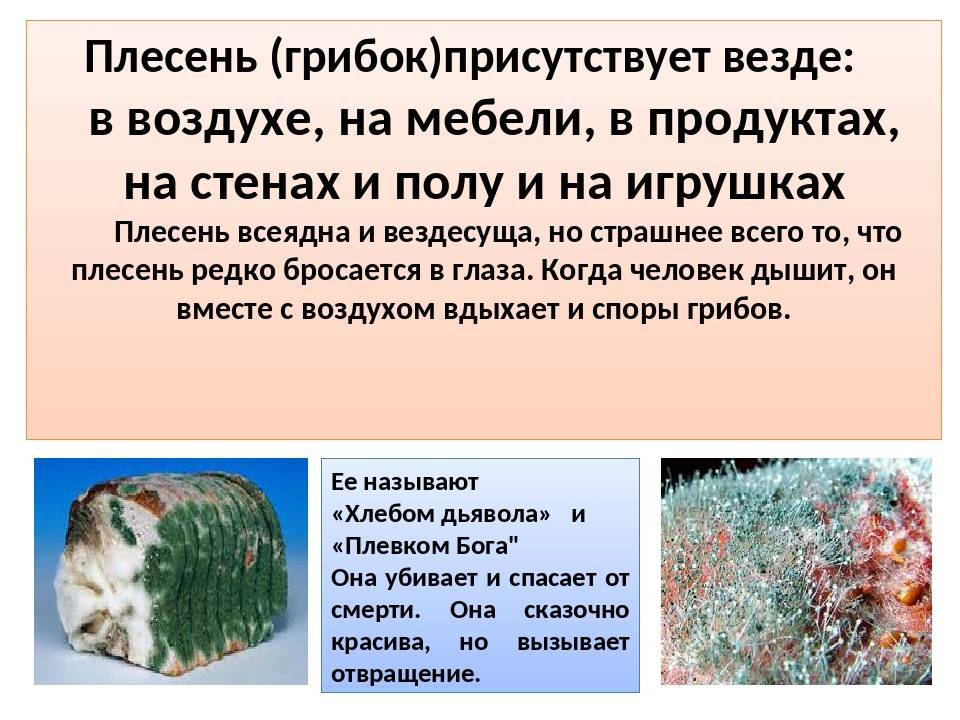 Чем опасна чёрная плесень в доме и как с ней бороться - дезинфекция спб