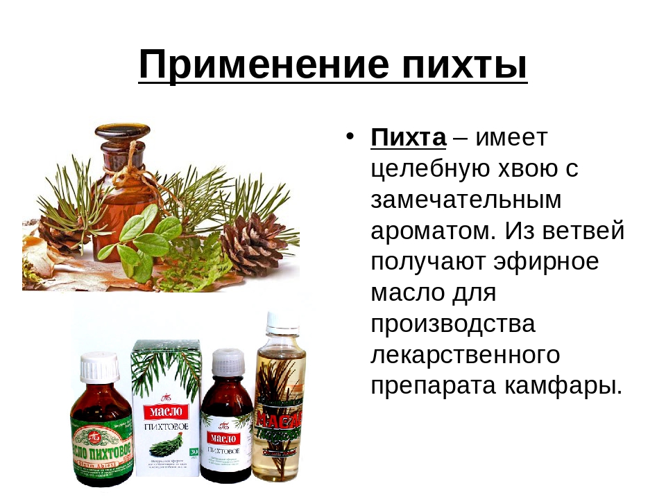 Применение пихты сибирской | лесная кладовая