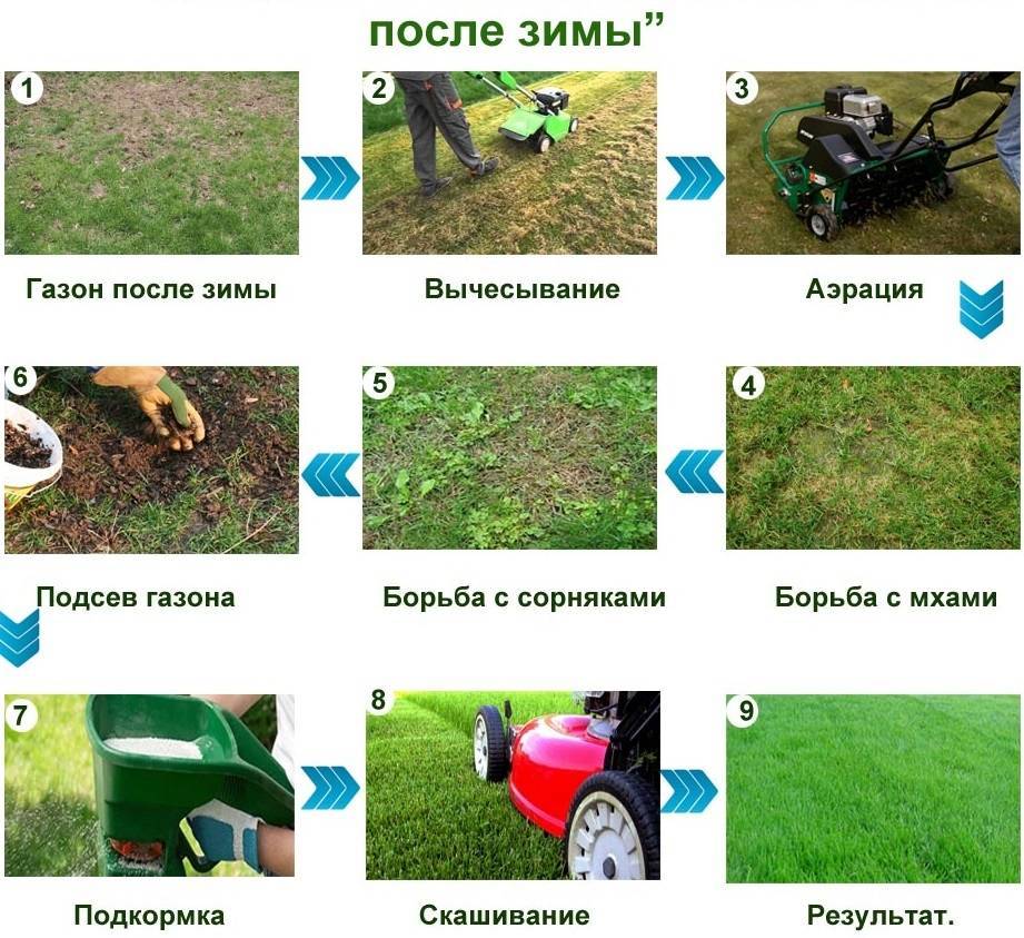 Как правильно посеять газонную траву