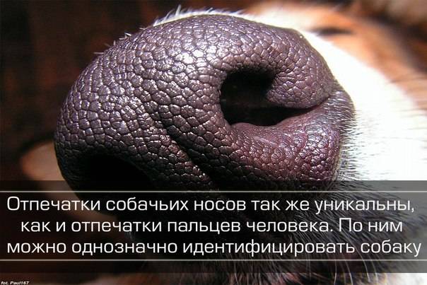 Обычная фанера – какие есть интересные факты о ней