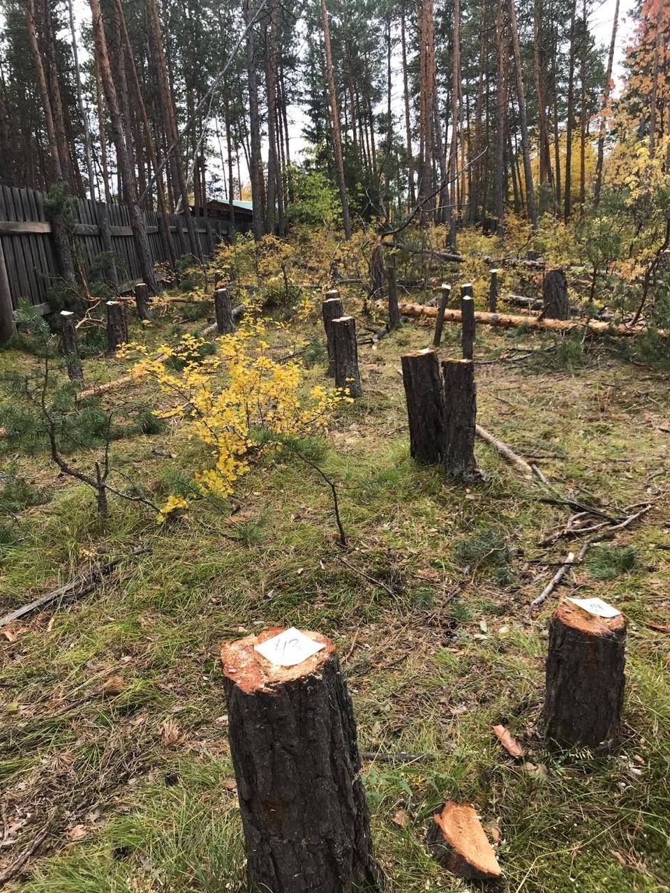 Штраф за спиленное дерево. Незаконная рубка деревьев. Вырубка сосен. Вырубленный лес. Штрафы за срубленное дерево.