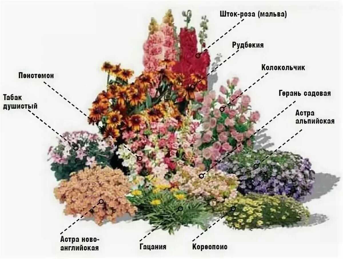 Клумба из многолетников – схемы клумб непрерывного цветения в саду и на даче + фото