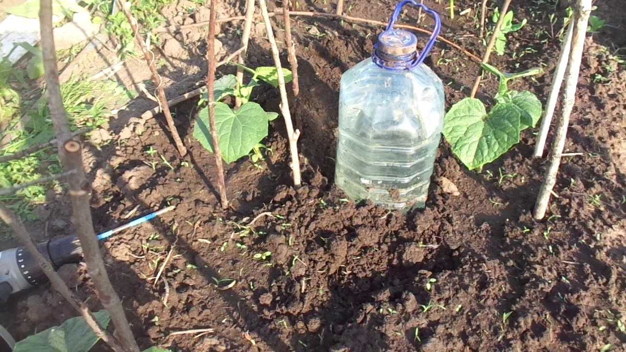 Капельный полив огурцов сделанный из бутылок. Капельный полив огурцов в теплице из пластиковых бутылок. Капельный полив огурцов бутылкой. Капельный полив из пластиковых бутылок. Капельный полив для огурцов.