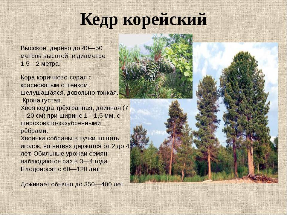 Свойства некоторых древесных пород