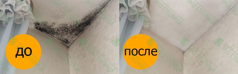 Как избавиться от чёрной плесени — советы, проверенные способы и средства
