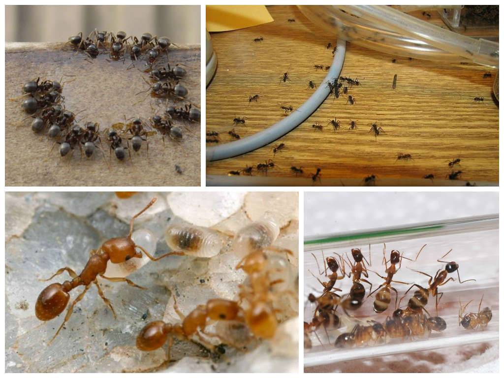 Как бороться с муравьями на даче