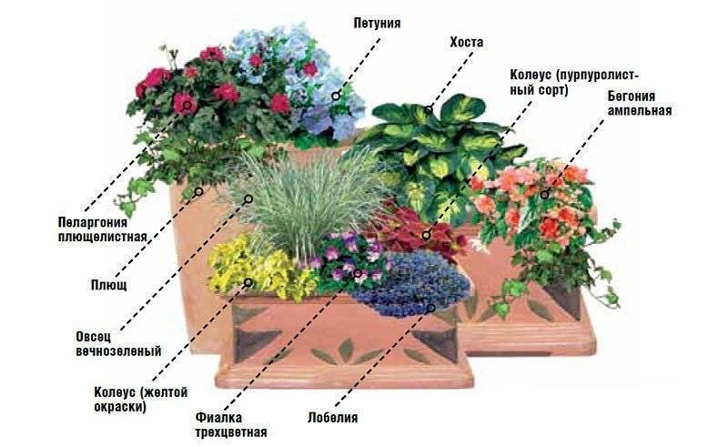 колеус пеларгония лобелия