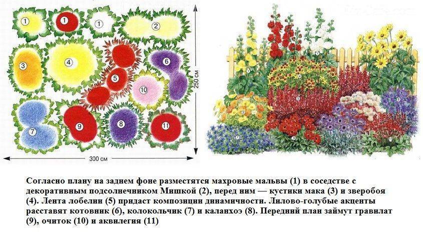 Клумба из многолетников для начинающих: цветы с названиями и фото для клумбы, схемы, видео