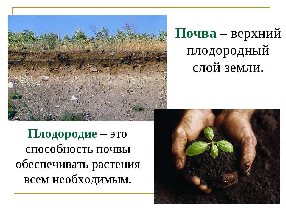 Анализ почвы на плодородие: для чего нужен, как проводят