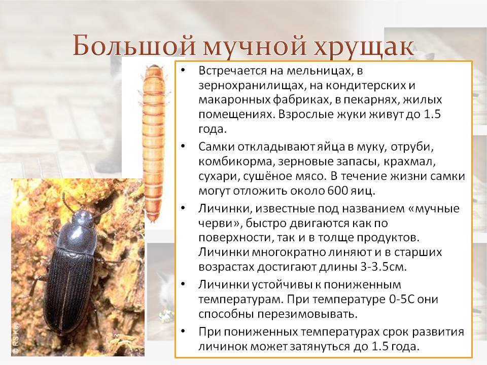 Как избавиться от жуков-усачей: какой вред они могут причинить, обзор 5 лучших инсектицидов, их плюсы и минусы, варианты применения народных средств, их эффективность