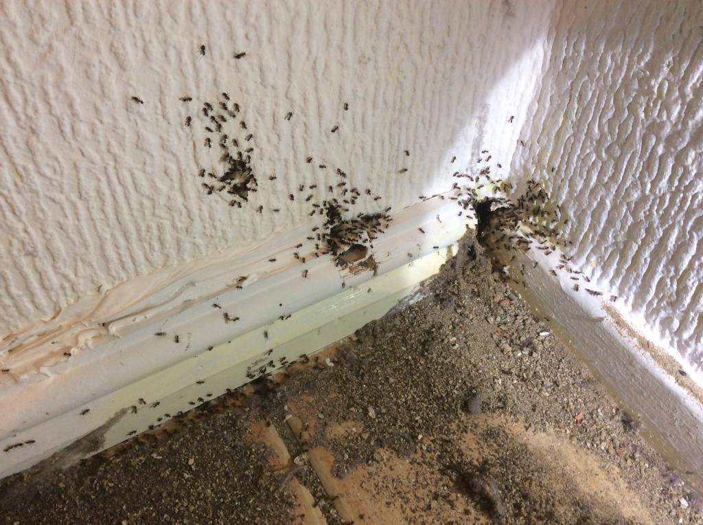 Как избавиться от черных муравьев в доме — домашние советы