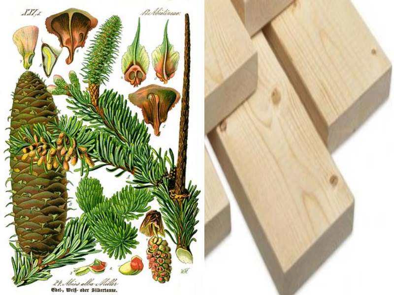 Пихта строительстве – особенности древесины и как ее правильно использовать