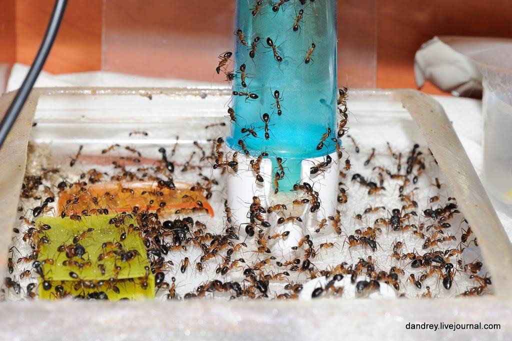 Черный муравей в доме: как избавиться от больших и маленьких муравьёв