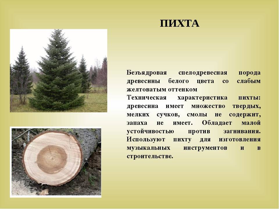 Пихта: описание дерева, виды, отличия от ели, в ландшафтном дизайне