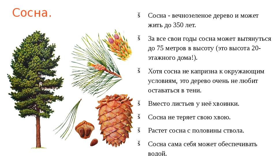 Сосна обыкновенная, или сосна лесная — pinus sylvestris | russianpermaculture.ru