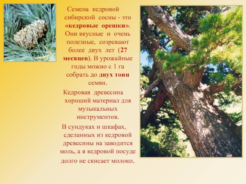 Свойства пиломатериала из сосны и его разновидности, когда применяются
