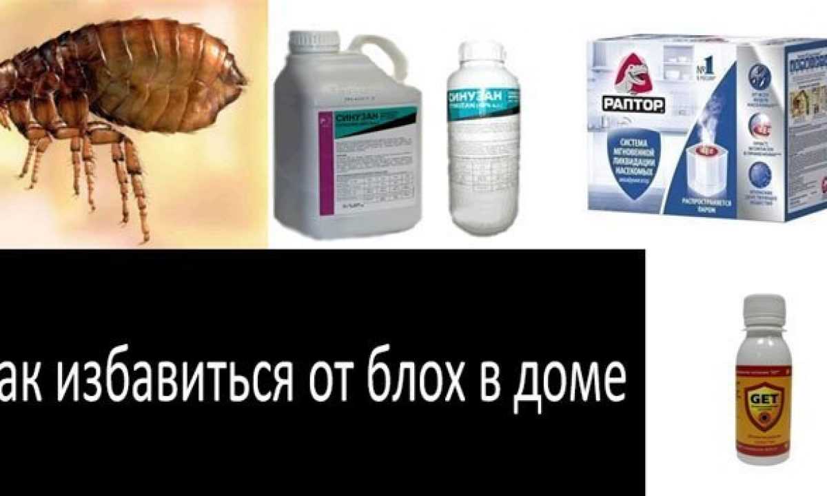 Как избавиться от блох в доме быстро в домашних условиях