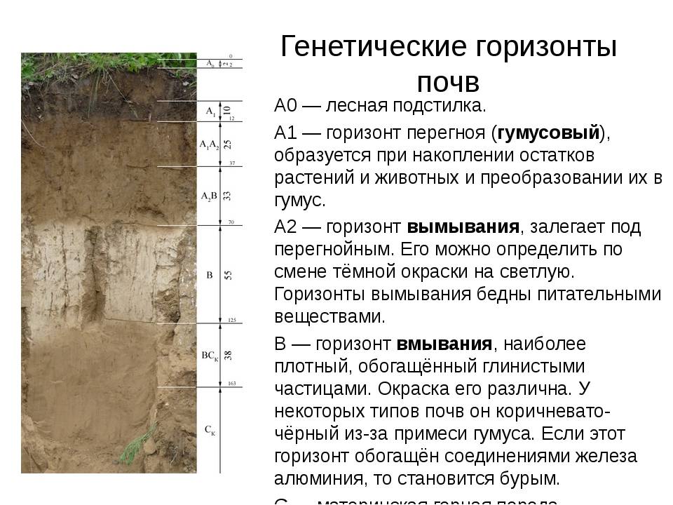 Профиль почвы. Строение почвы почвенные горизонты. Диагностический Горизонт подзолистых почв. Генетические горизонты почвы схема. Структура почвы почвенные горизонты,характеристика.