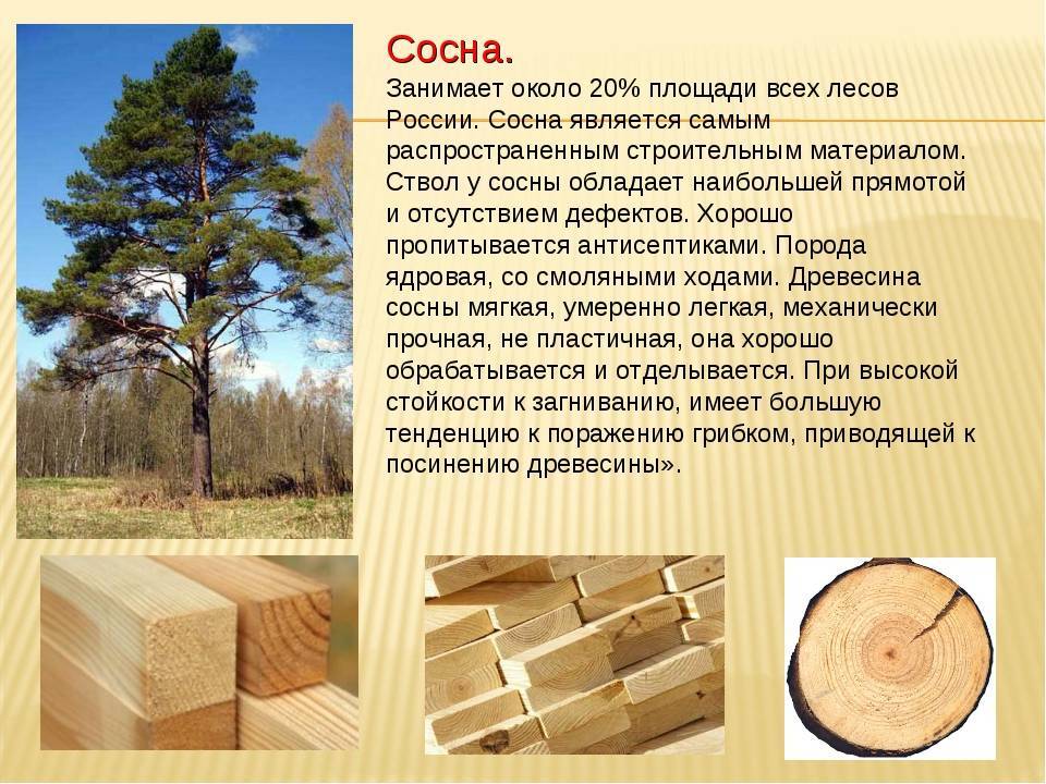 Свойства пиломатериала из сосны и его разновидности, когда применяются