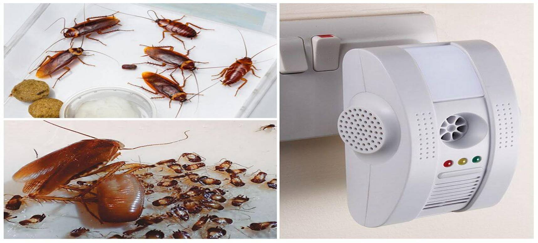Потравить. Потравить тараканов в квартире. Травление тараканов в квартире. Избавим от тараканов. Тараканы в квартире.