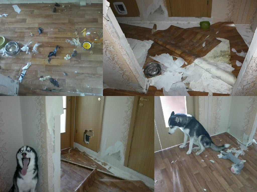 Ремонт и оформление коридора, если в доме кошка или собака (57 фото). как защитить стены от кота? чем отделать прихожую чтобы не драла кошка