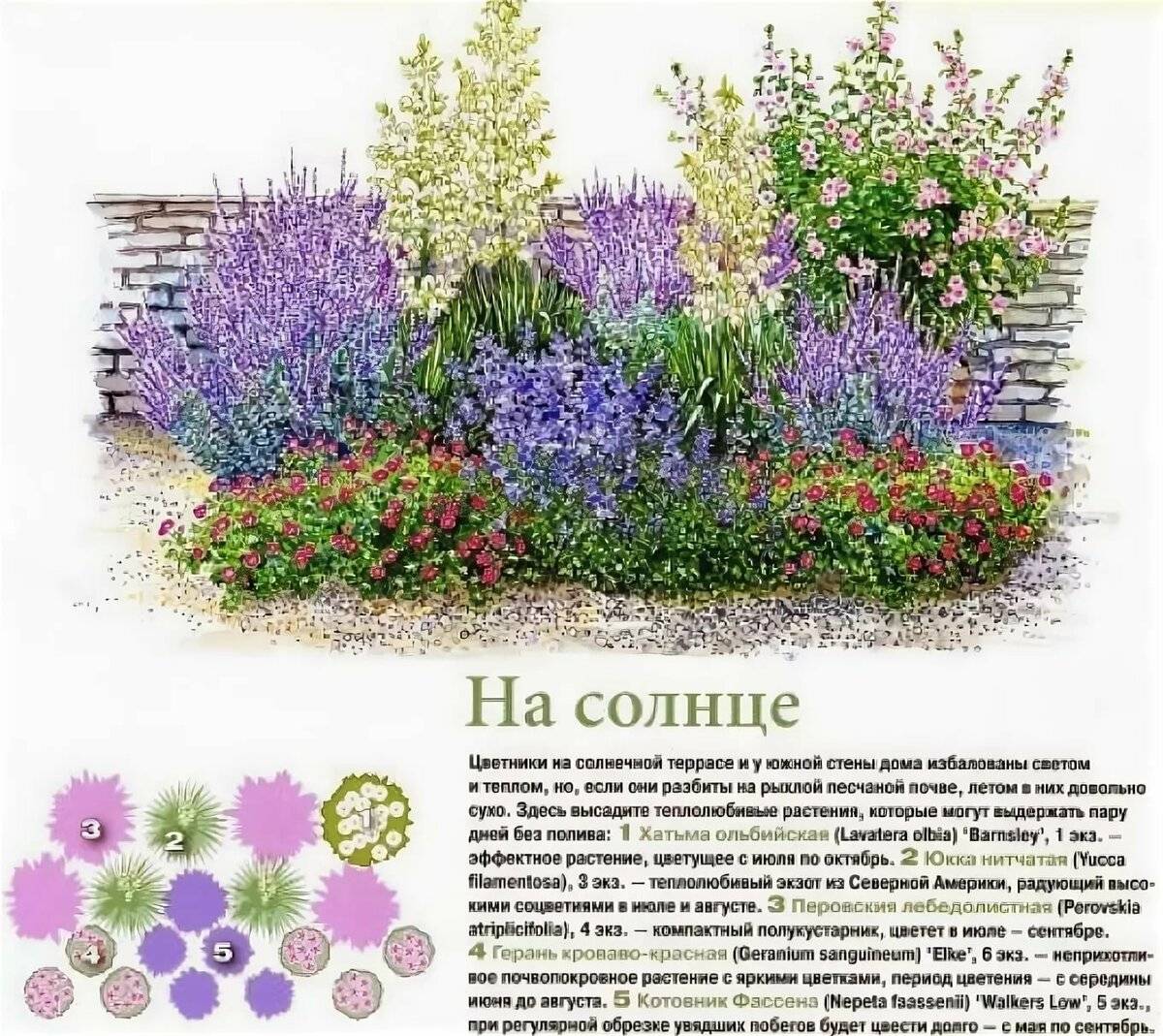 Клумба из многолетников для начинающих: дизайн и готовые схемы