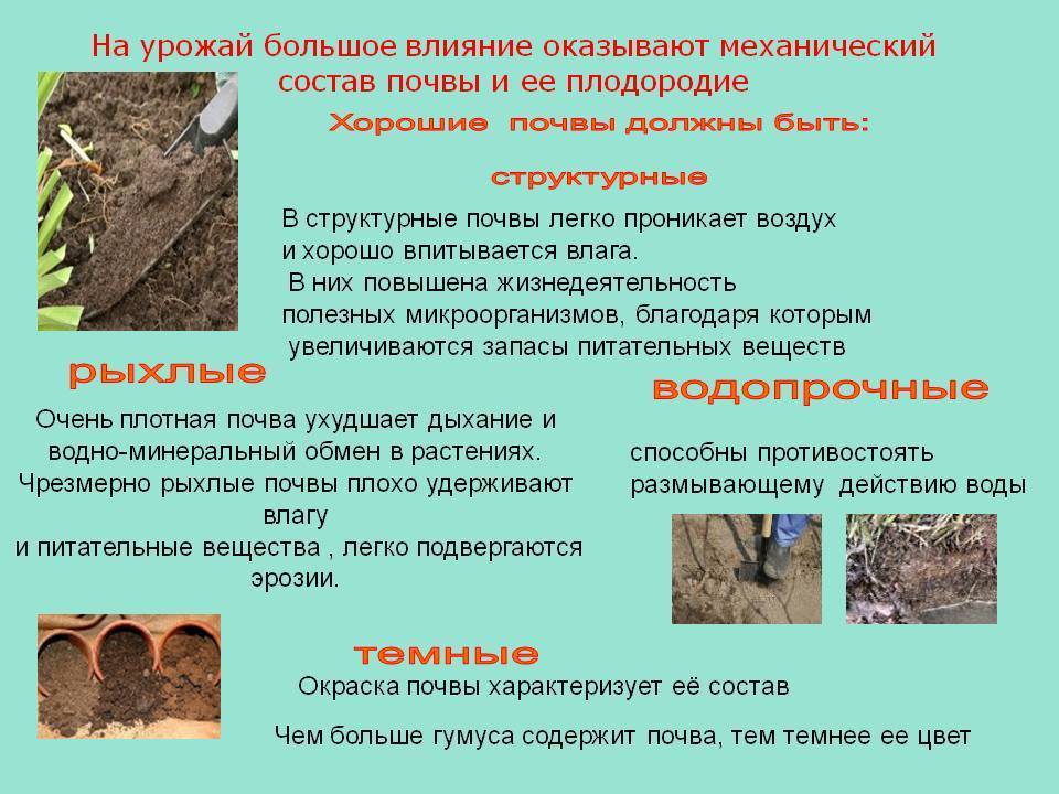 Анализ почвы на плодородие: для чего нужен, как проводят
