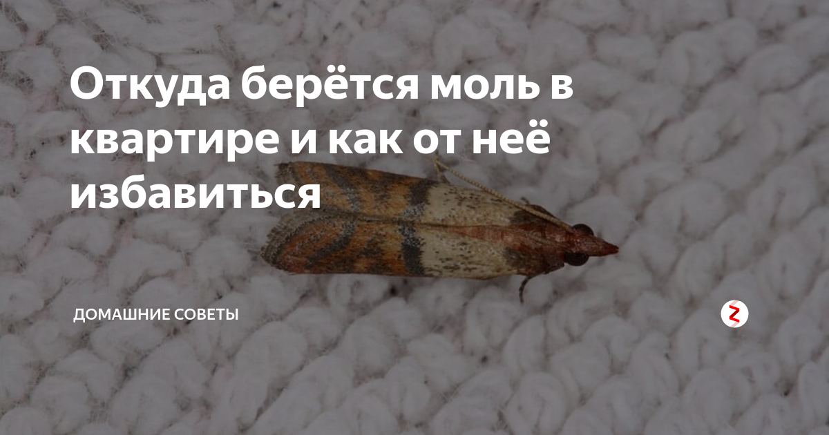 Как избавиться от моли в квартире — 10 лучших способов