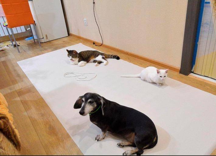 Чем отделать стены в коридоре, если в доме кошки или собаки (38 фото)