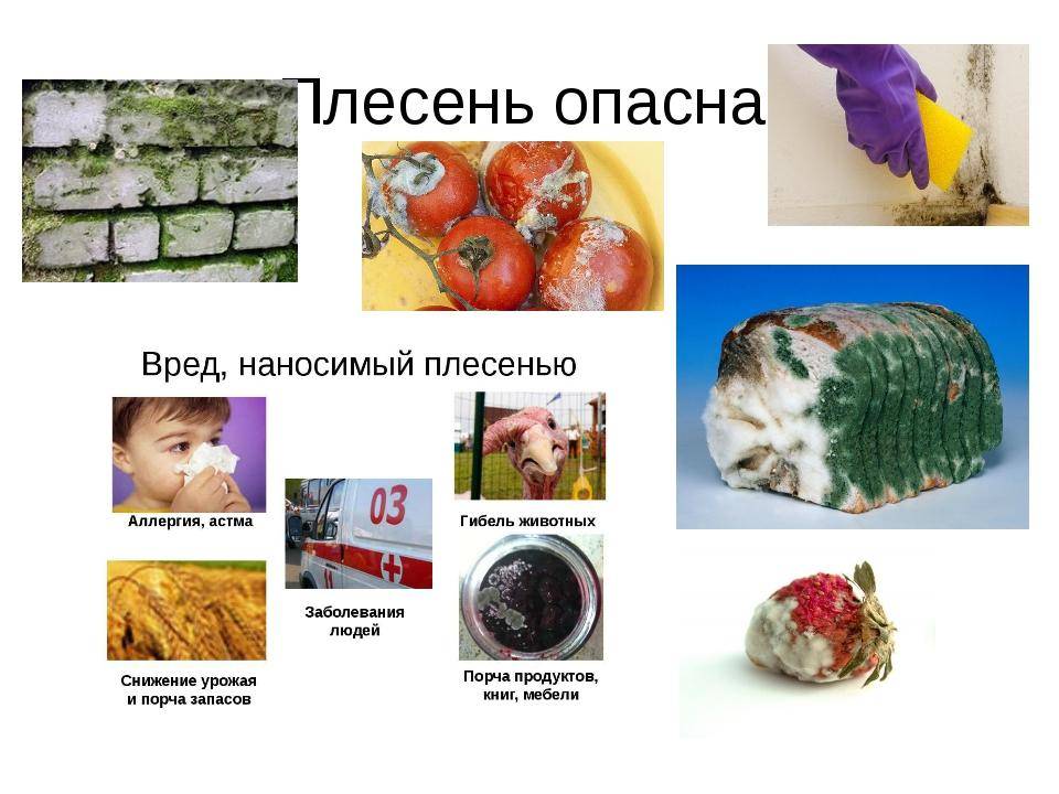 Как избавиться от плесени в частном доме?