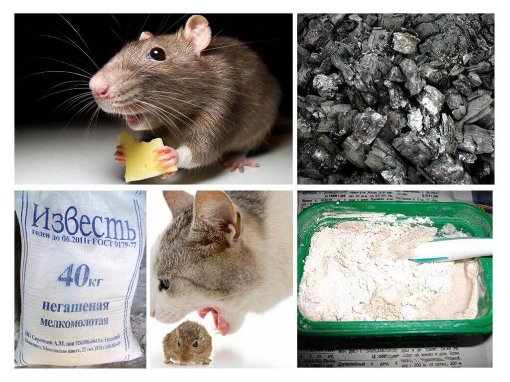 Действенные методы в борьбе с крысами в доме: советы по профилактике их появления +фото и видео