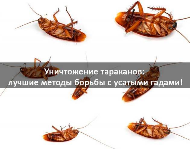 Как избавиться от тараканов в квартире навсегда: химические препараты, народные способы
