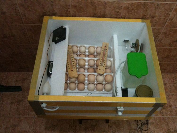 Инкубатор для яиц своими руками: схема и описание, инструкция, фото