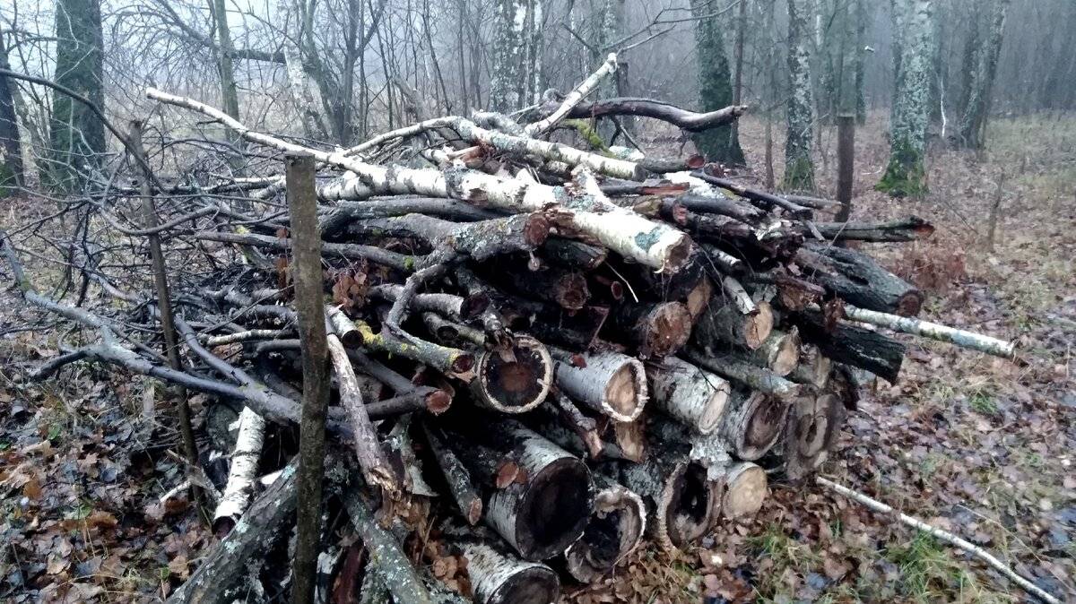 Как своими руками сделать шалаш в лесу и можно ли собирать валежник