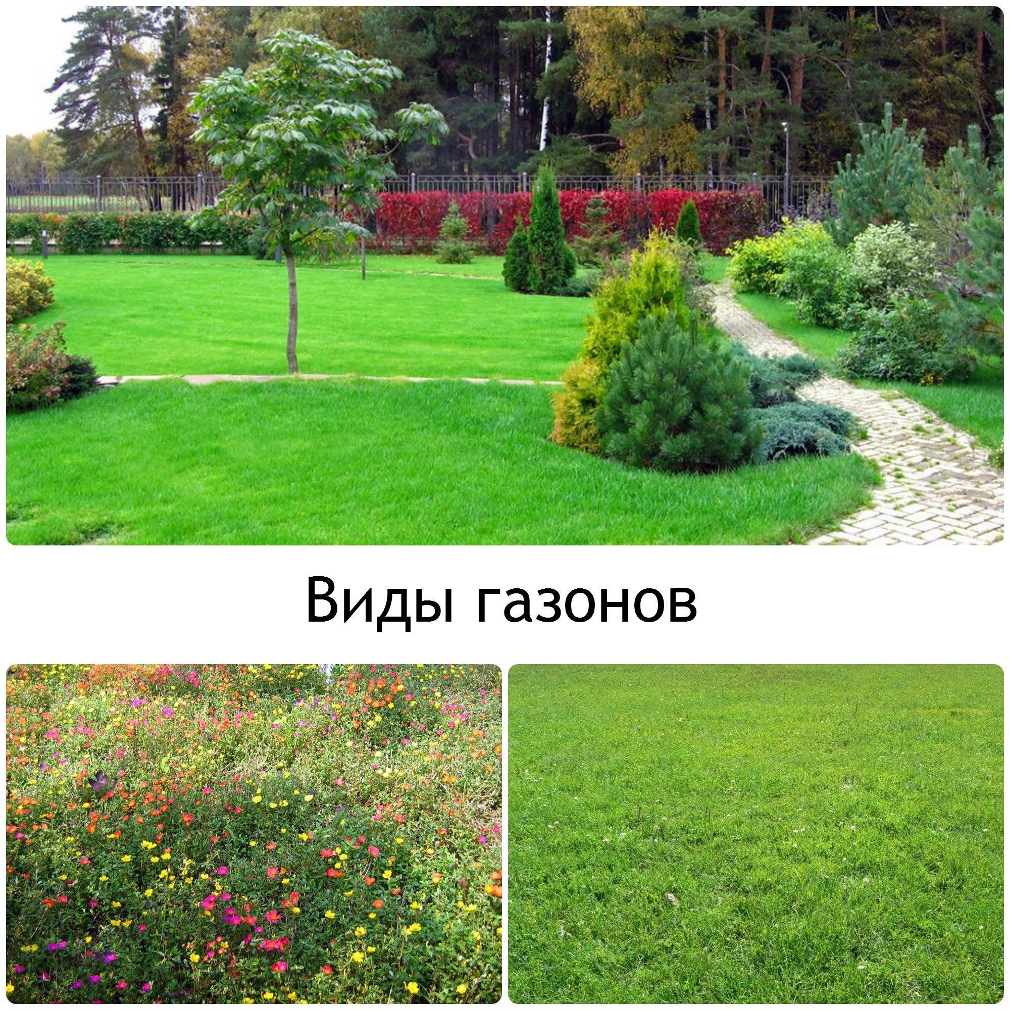 Партерный газон – устройство элитного газона своими руками – состав, смеси, травы, как посадить, как ухаживать + фото