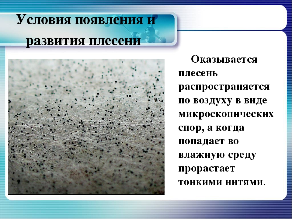 Как очистить деревянную мебель от плесени: 10 шагов