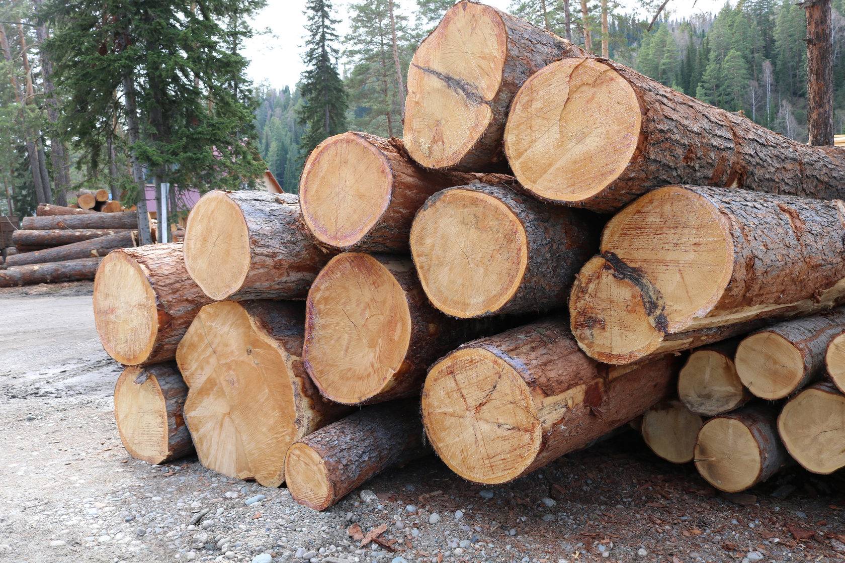 Таблица твёрдости, плотности и стабильности древесины | ldsound.info