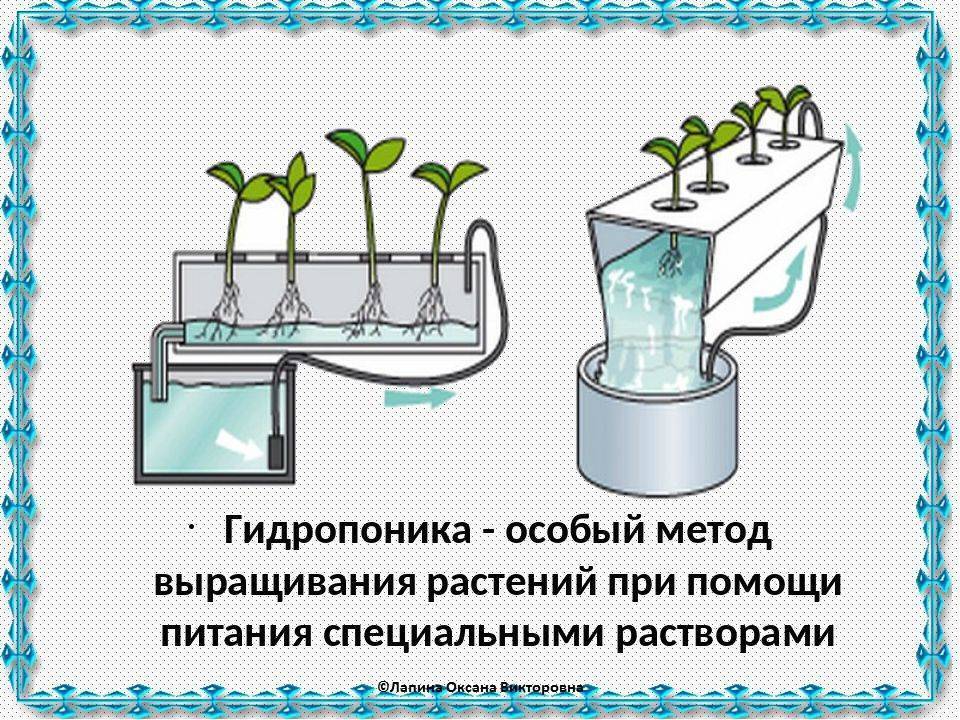 Гидропонный метод выращивания цветочных культур презентация