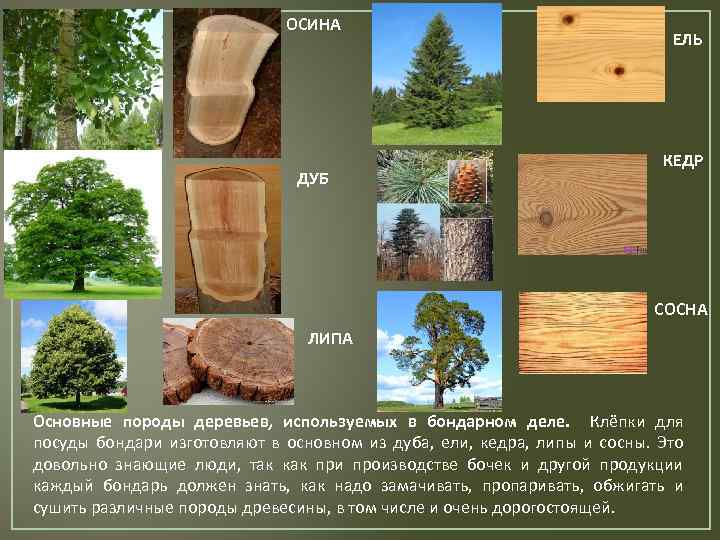 Что делают из березы картинки для детей