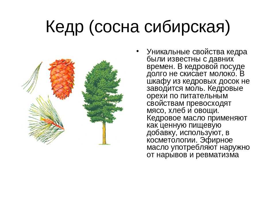 Сосна обыкновенная, сибирская, крымская и карельская: их фото, свойства и плотность